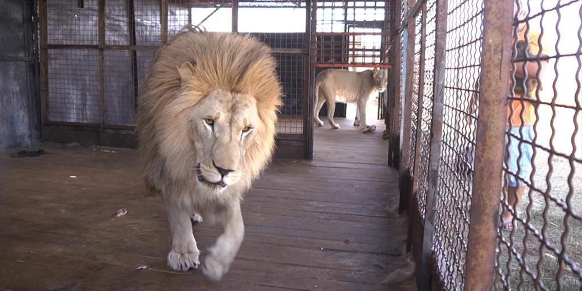 Prešovská polícia obvinila pražského majiteľa cirkusu za protiprávne držanie 14 levov afrických