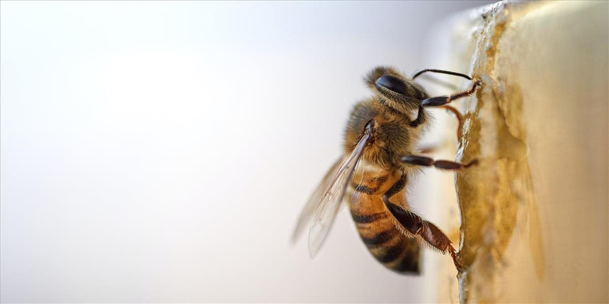 Včela medonosná bude mať svoju známku, Slovenská pošta ju vydá v piatok