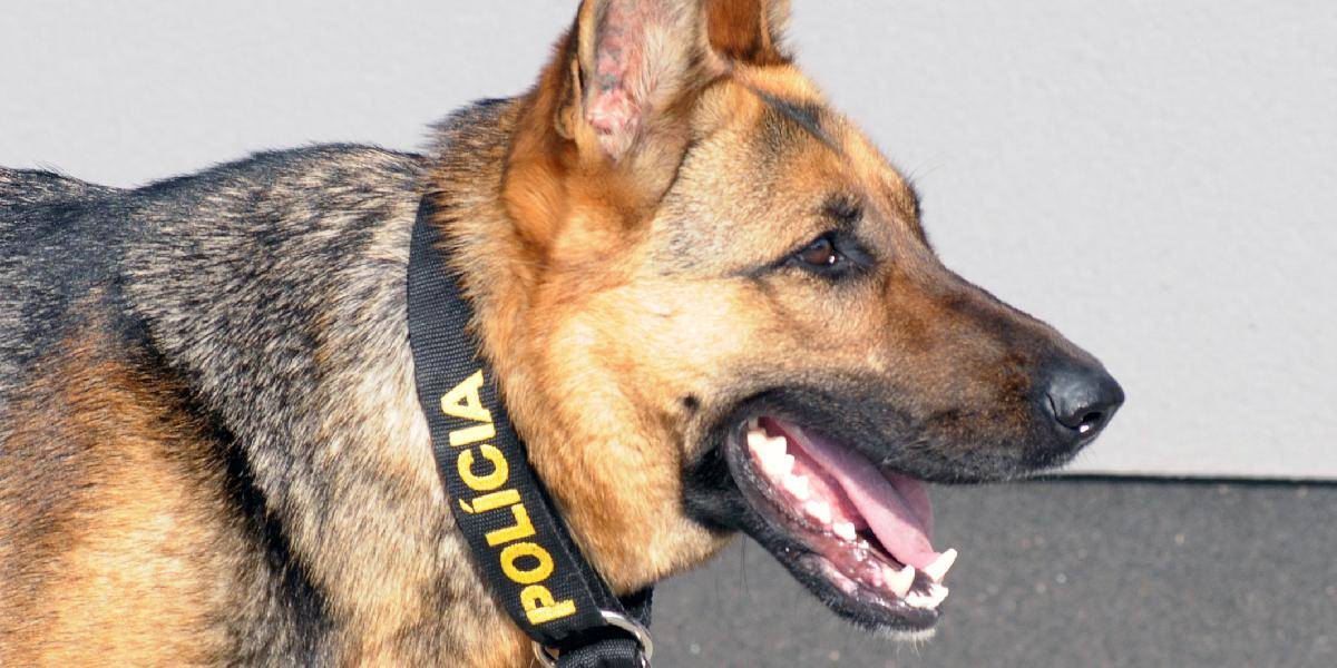 Samovrahovi zachránil život policajný pes