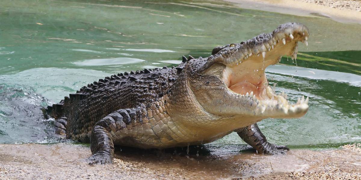 Zastrelili vyše štvormetrového krokodíla, ohrozujúceho deti