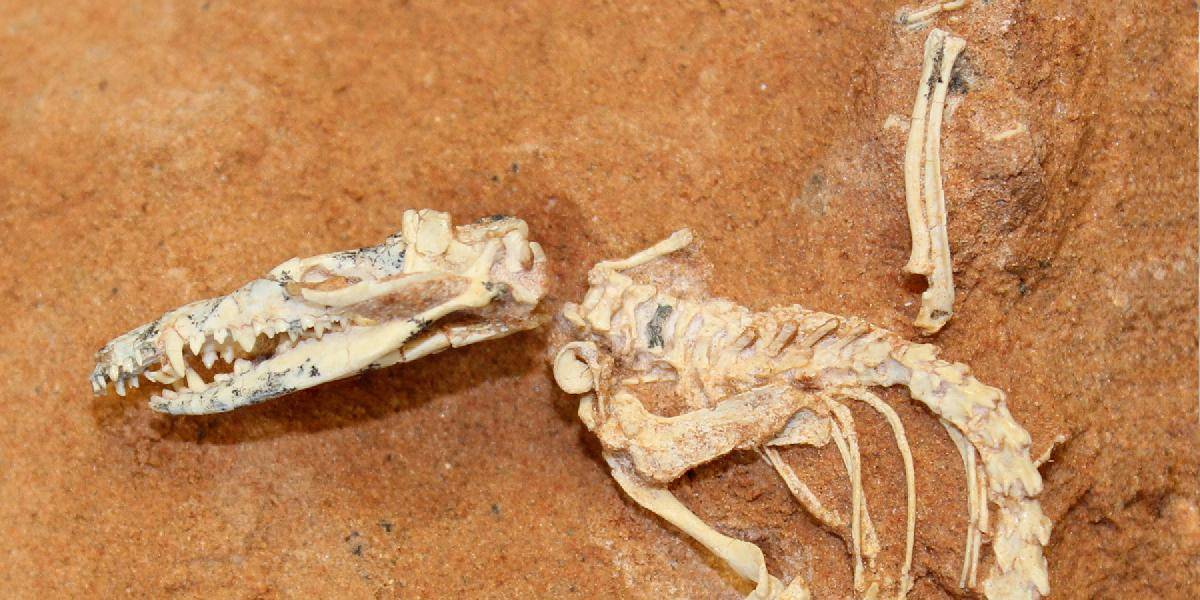 Dievča našlo fosílie pterosaura, pomenovali ho po nej