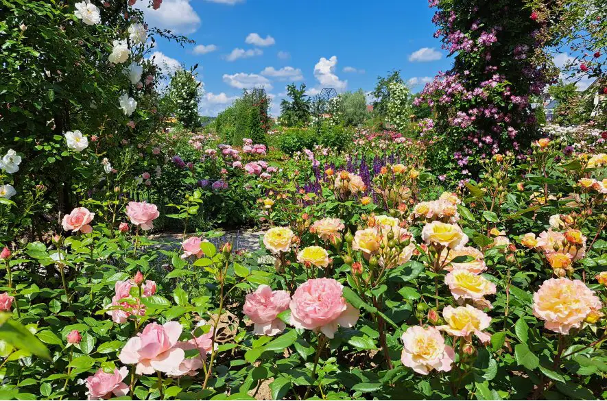 Tip na najvoňavejší a najsladší výlet – nechajte sa očariť 2 500 ružami v rozáriu v Dolnej Krupej