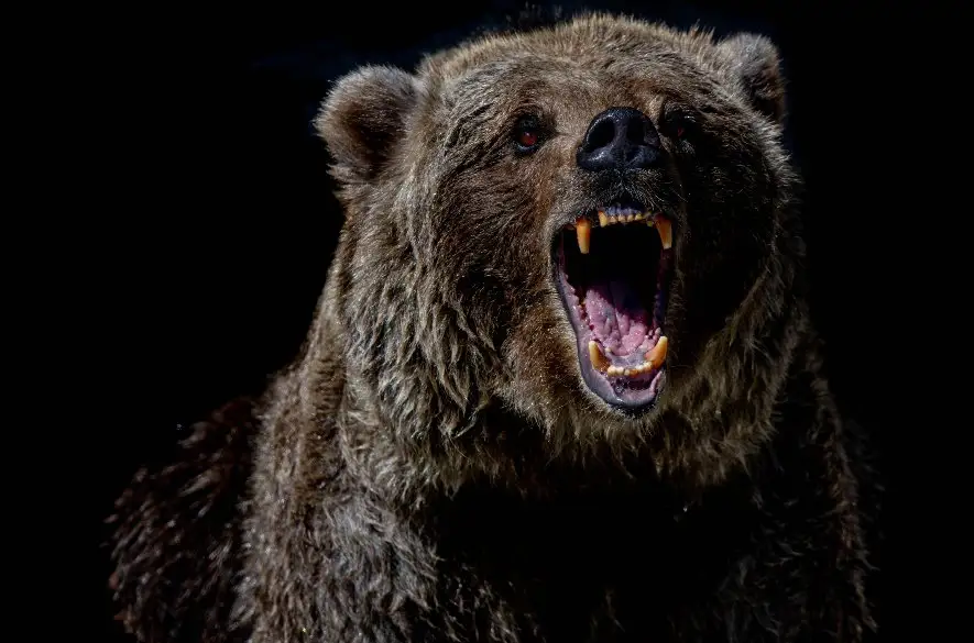 Envirorezort posilňuje v súvislosti s výskytom medveďa spoluprácu so Štátnou ochranou prírody