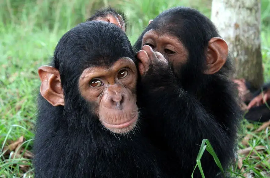 Zoologická záhrada v Bratislave si podujatím pripomenie Svetový deň šimpanzov