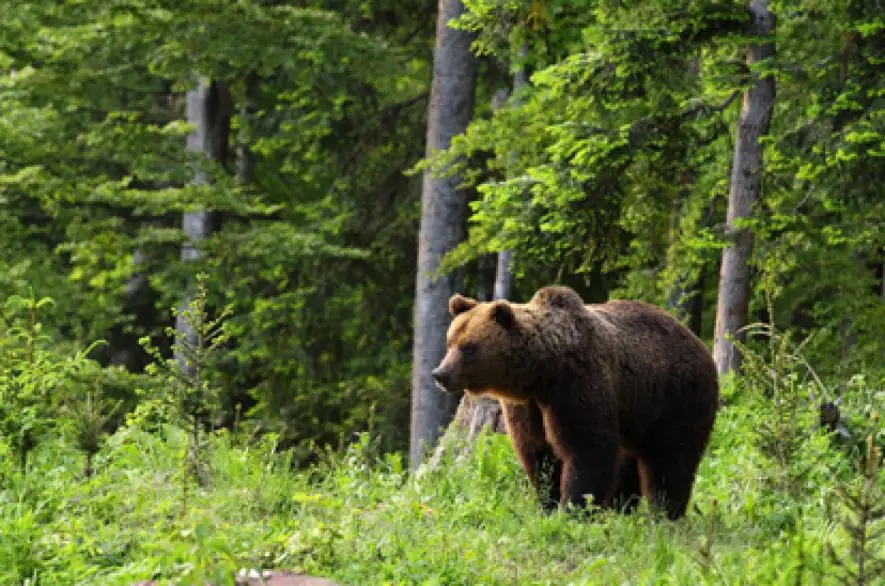 Strana HLAS žiada reguláciu medveďa hnedého v podobe redukovaného odstrelu