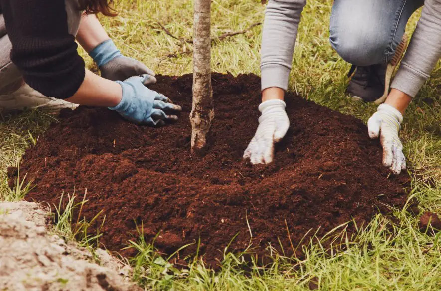 V rámci iniciatívy Sadíme budúcnosť vysadili na jar 1042 nových stromov