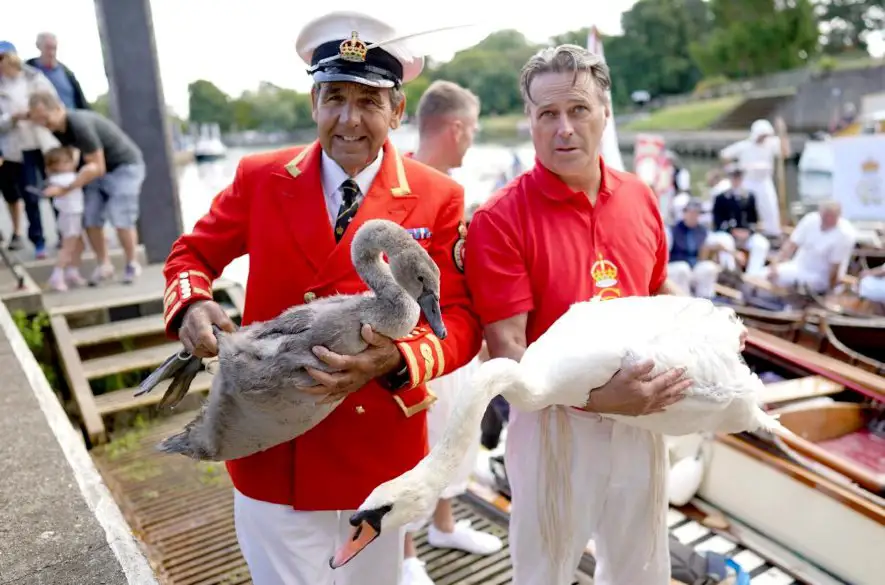Na rieke Temža sa začalo každoročné sčítanie labutí