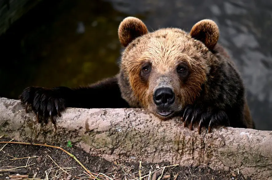 Štátna ochrana prírody vyvíja aplikáciu na ohlasovanie medveďov