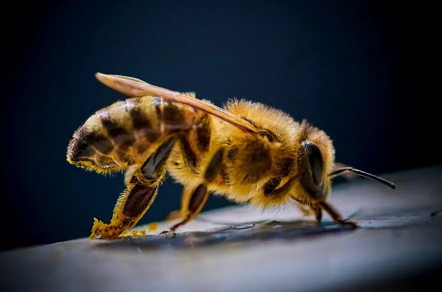 Vodič dodávky nelegálne prepravoval vyše 2600 včiel