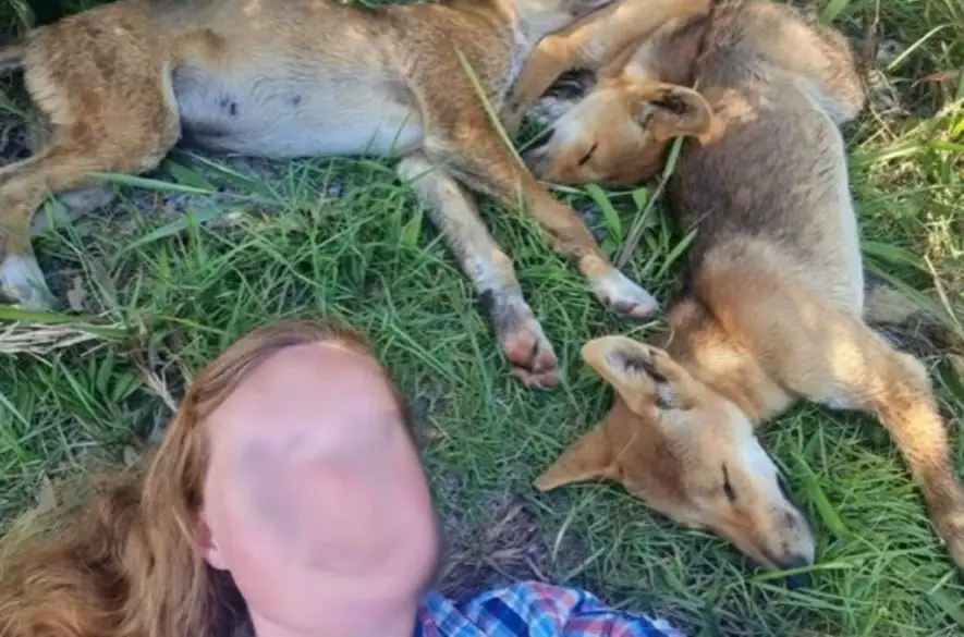 Fotka s austrálskym psom dingom vyšla turistky poriadne draho