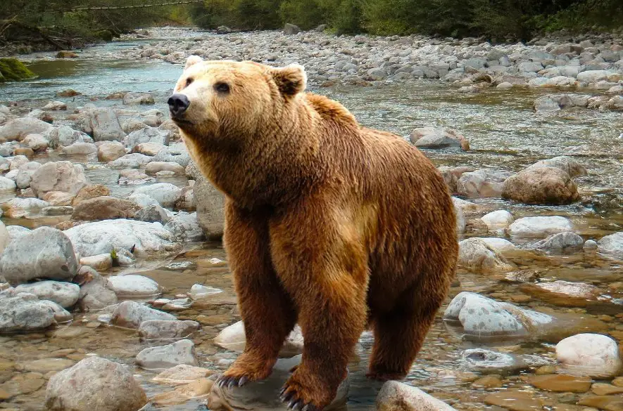 Podľa prieskumu má obavu z prítomnosti medveďov v prírode až 75 percent respondentov