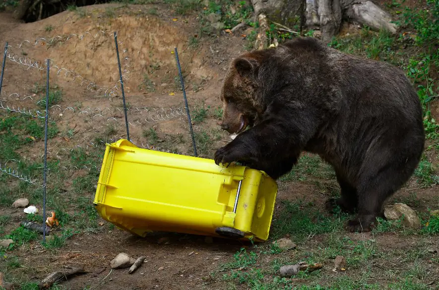 Zabezpečením odpadu vo Vysokých Tatrách sa eliminoval pohyb medveďov v intraviláne