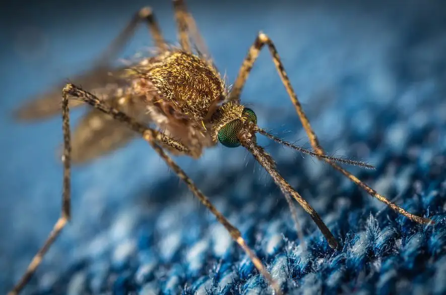 Komár tigrovaný môže preniknúť na Slovensko z pohraničných oblastí