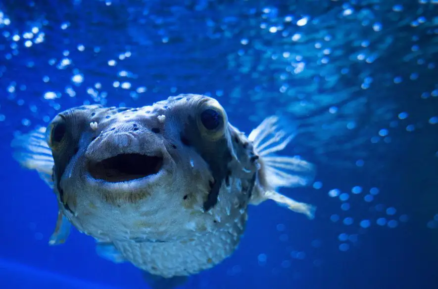 Nebezpečná lahôdka fugu – trúfli by ste si ochutnať najjedovatejšiu rybu na svete?