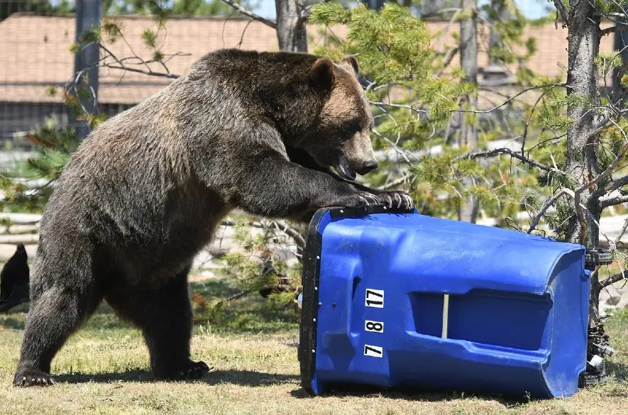 Na ochranu kontajnerov pred medveďmi prichádza možnosť získať dotáciu