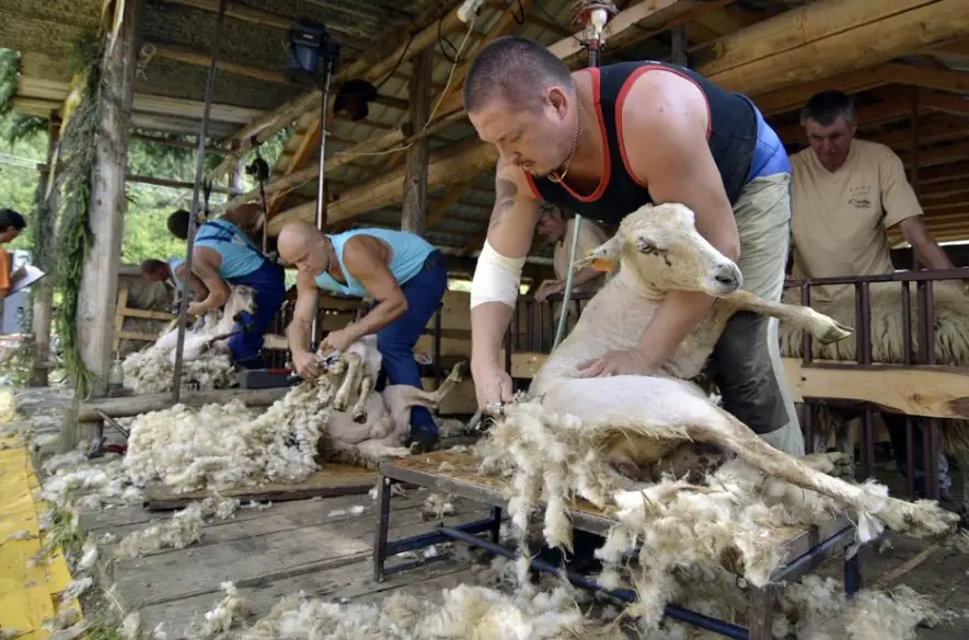 Strihači oviec budú súťažiť na majstrovstvách, pokúsia sa prekonať rekord