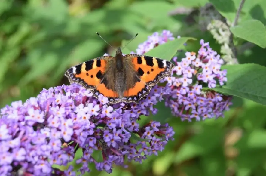 Milovníci prírody v Británii môžu pomôcť pri každoročnom sčítavaní motýľov