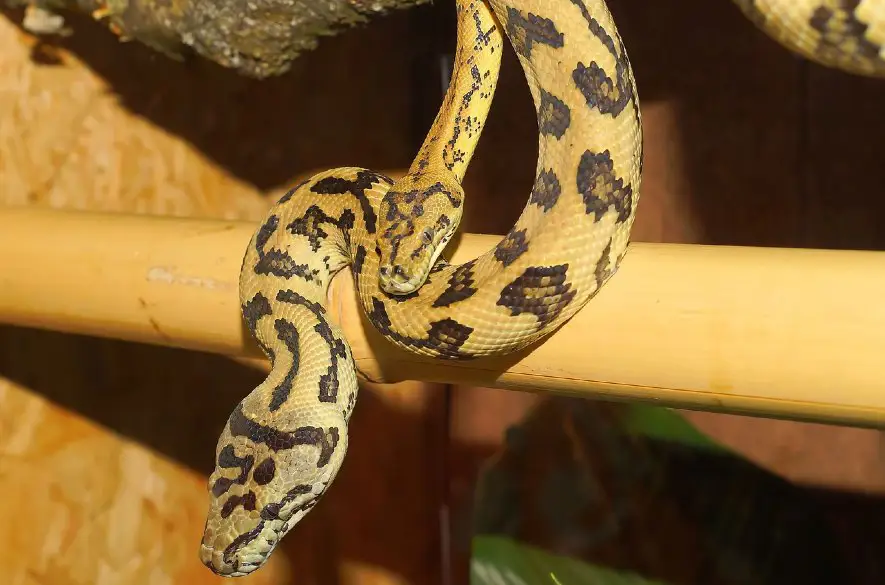 Obyvateľ indického mesta chcel prepašovať takmer päťdesiatku pytónov