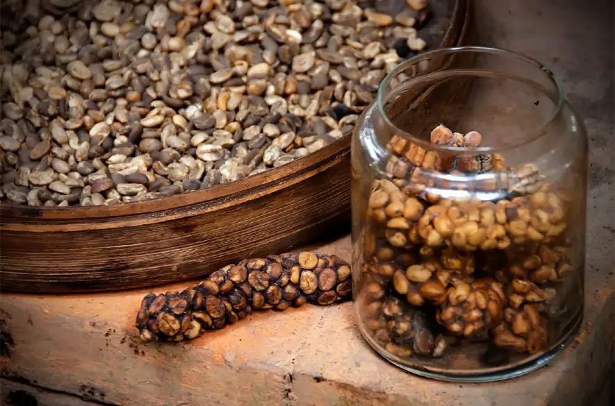 Ochutnali ste už najdrahšie kávy na svete? Majú ich na svedomí cibetky aj slony
