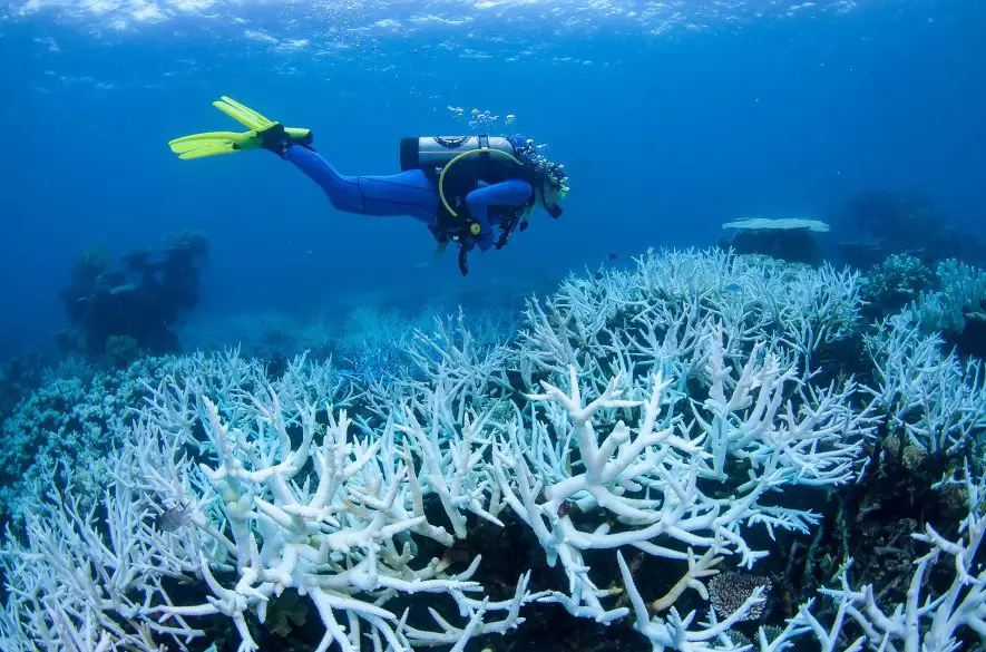 Veľkej koralovej bariére v Austrálii hrozí ďalšie blednutie