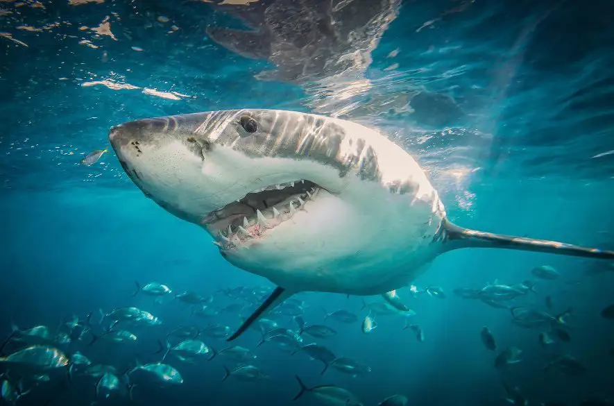 Žralok napadol ženu na pláži v New Yorku. Kde na svete útočí tento dravec najčastejšie?