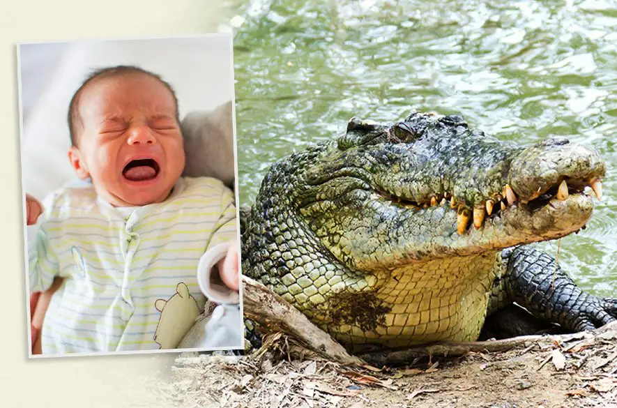 Krokodíly priťahuje plač malých detí, zistila vedecká štúdia