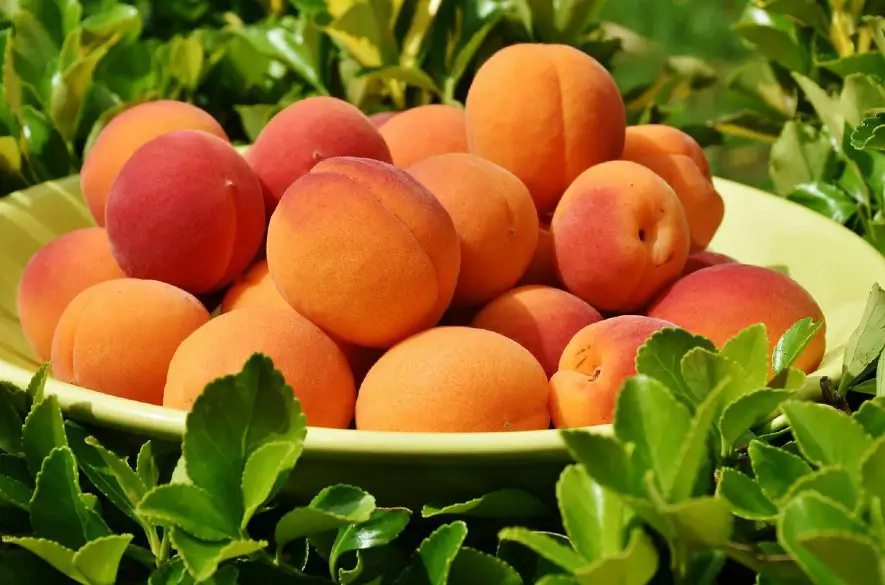 Napečte si s Netkami! Ryžový nákyp s broskyňami