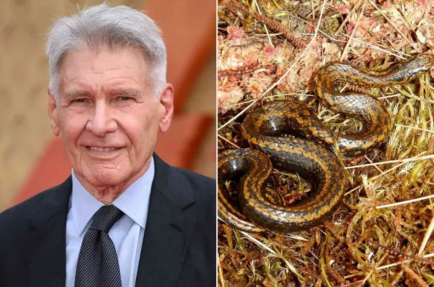 Nový druh hada objavený v Peru pomenovali po hercovi Harrisonovi Fordovi