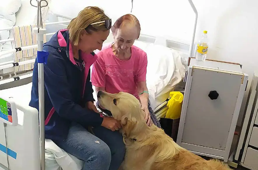 Pacientov v nemocnici v Komárne pomáha liečiť zlatý retriever