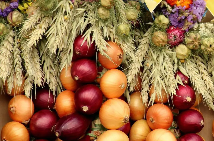 Hrozí nedostatok cibule na trhu?  India zavádza clo na export