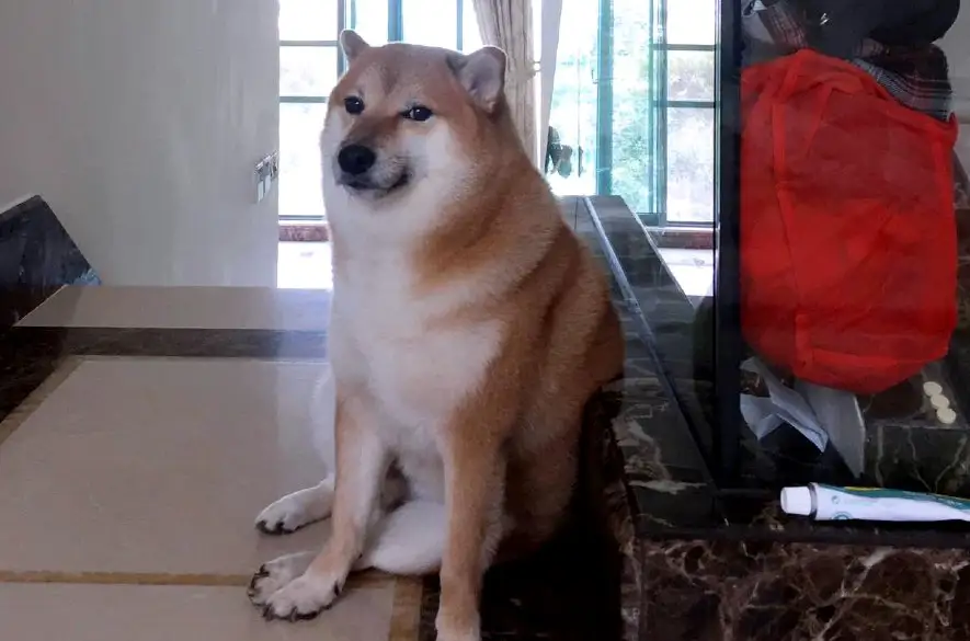Ikonický pes plemena Shiba Inu - známy z meme ako Cheemsburger - zomrel počas operácie