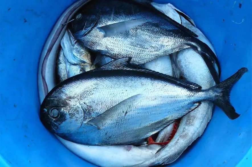 Svetový fond na ochranu prírody varuje pred zlými podmienkami rýb v Severnom a Baltskom mori