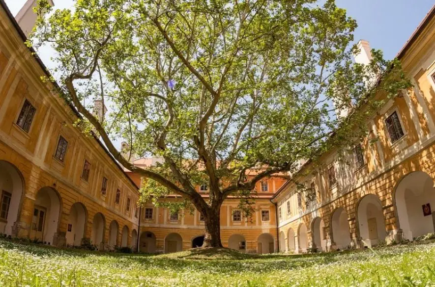 Hľadá sa strom s najvýnimočnejším príbehom na Slovensku