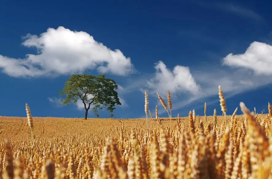 Kvalitnej potravinárskej pšenice sa podľa mlynárov urodilo menej