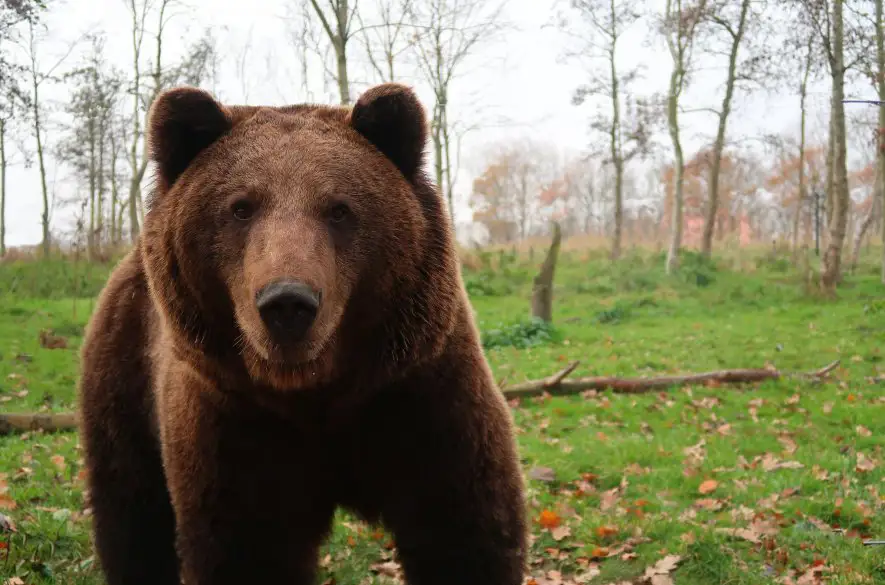 Po útoku medvedice pri rieke Belá utrpel ľahšie zranenie 57-ročný hubár