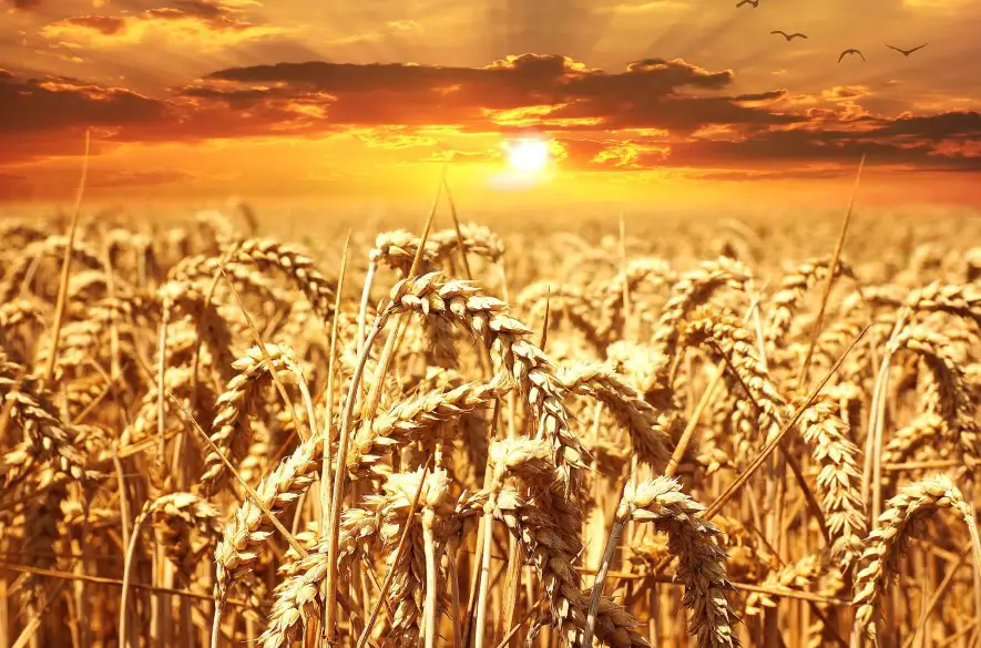 Ukrajinskú kontaminovanú pšenicu z Mlyna Kolárovo nezlikvidovali - tvrdí to HLAS- SD