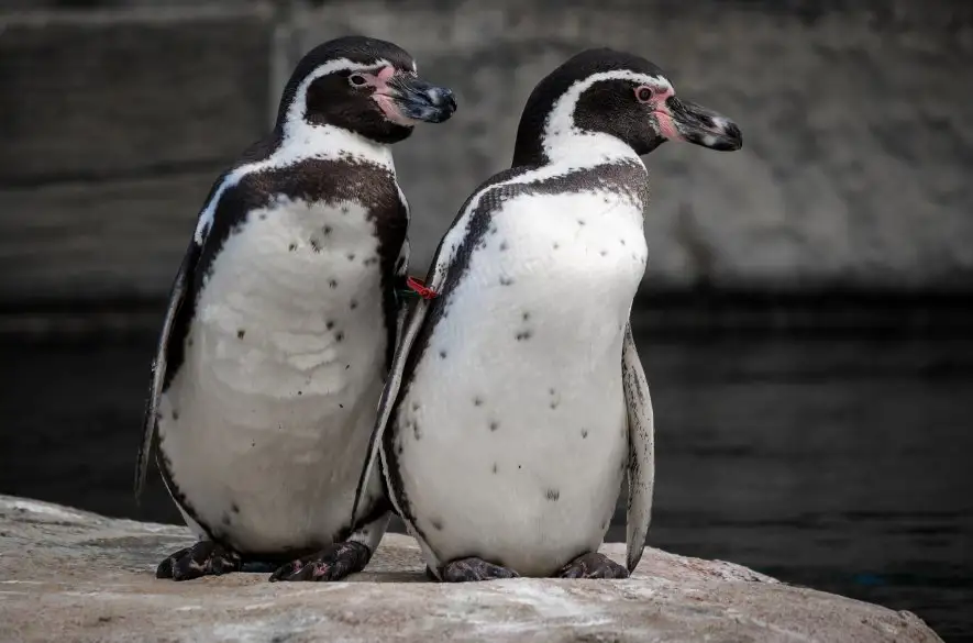 Aktivisti v Nemecku v kostýmoch tučniakov protestovali proti súkromným lietadlám