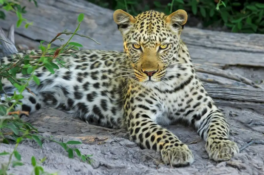 V Zoo Bratislava pribudol nový samec leoparda cejlónskeho
