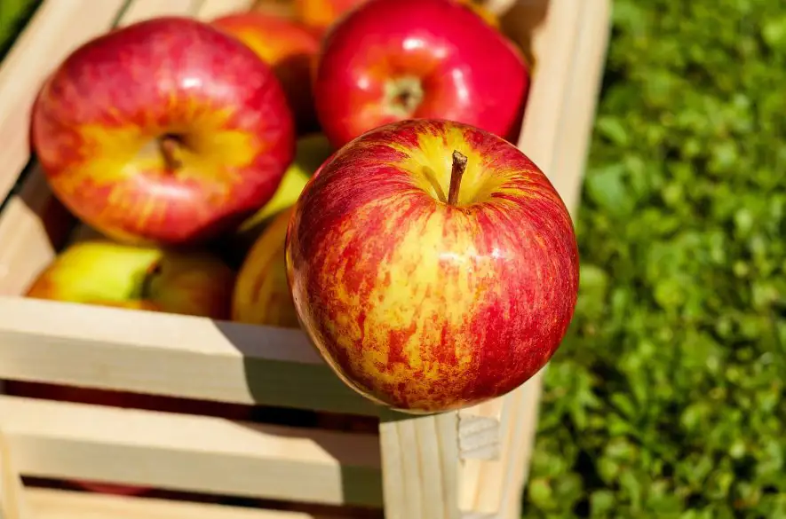 Úroda jabĺk bude tento rok podľa odhadov najnižšia za posledných 7 rokov