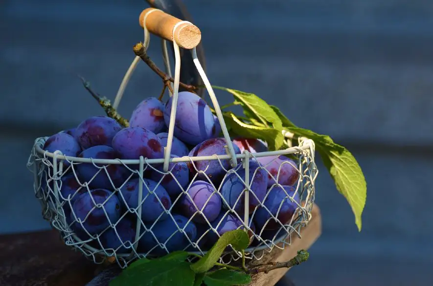 Na Myjave sa uskutočnia Dni sliviek