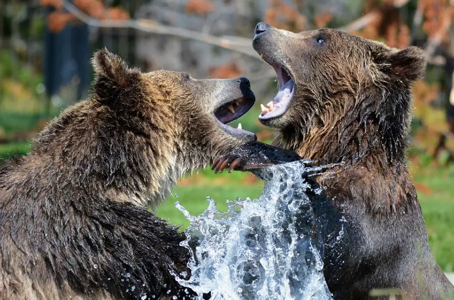 Tatranské medvieďatá sa udomácňujú v košickej zoologickej záhrade