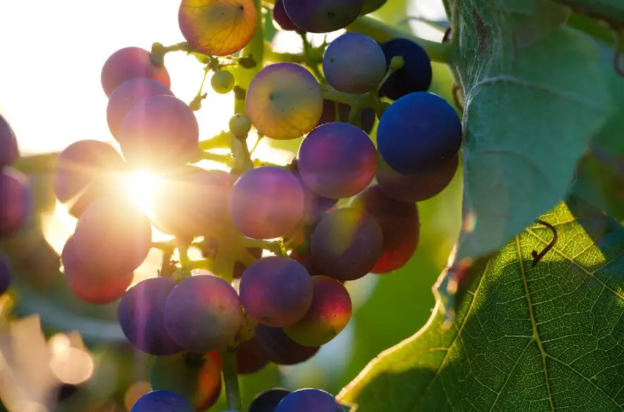 Víno a vinobranie na Slovensku