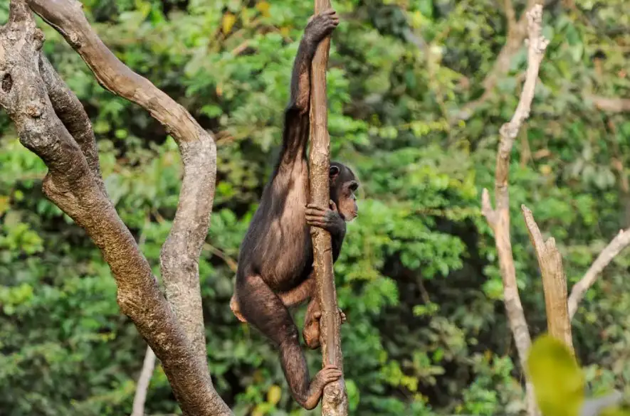 Podľa štúdie amerických vedcov v New Hampshire umožnil našim predkov - primátom - vývoj ramena a lakťa zliezť zo stromov