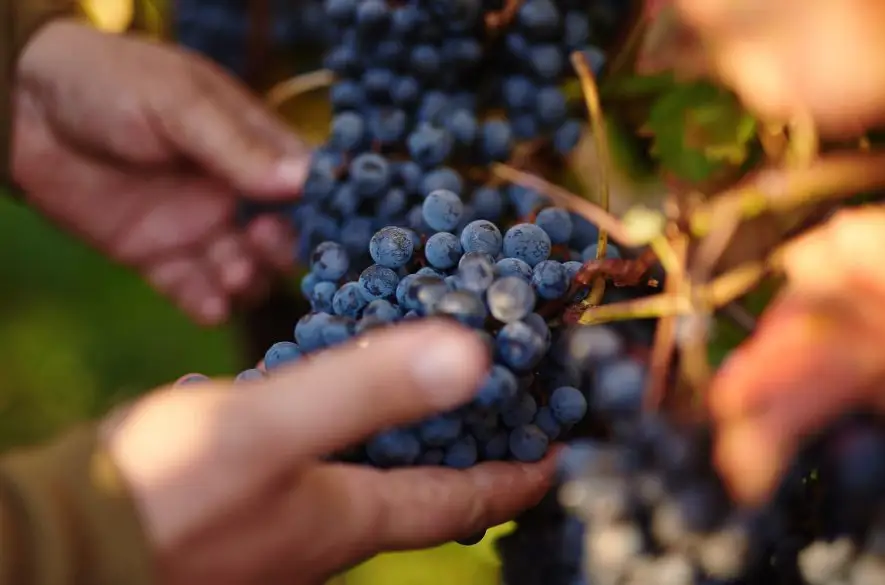 Bojnický festival poctivých vín – to najlepšie z Hornej Nitry