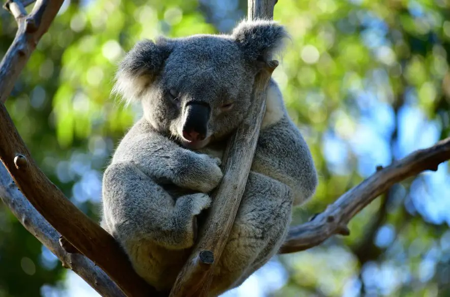 Nový Južný Wales sa snaží ochrániť koaly zákazom ťažby dreva