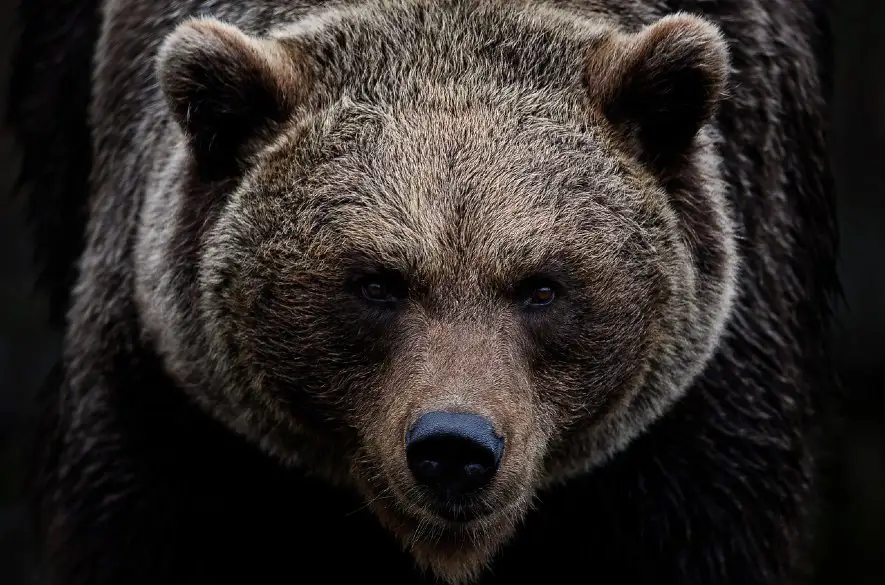 Útok medveďa na strednom Slovensku
