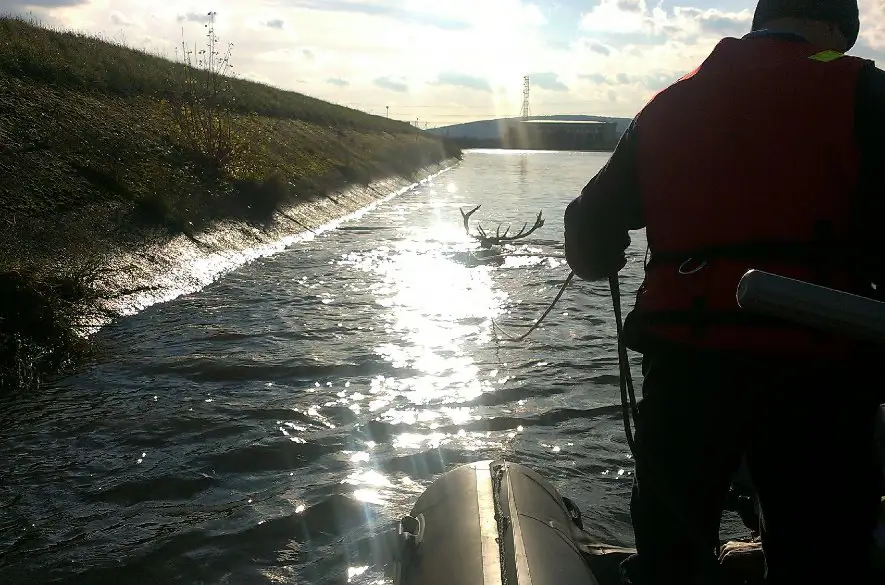 Hasiči zachraňovali jeleňa uviaznutého v derivačnom kanáli rieky Váh