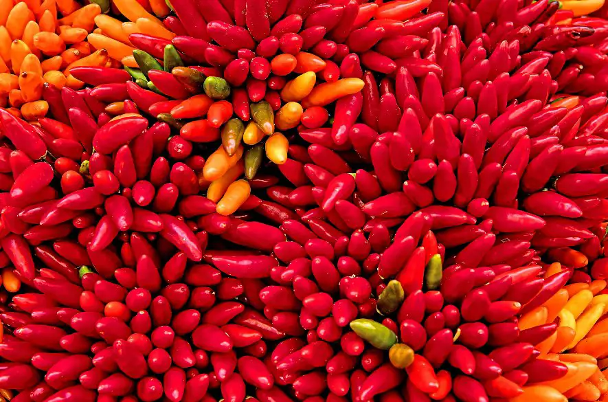 Niekto to rád čili – poznáte najohnivejšie papričky na svete?