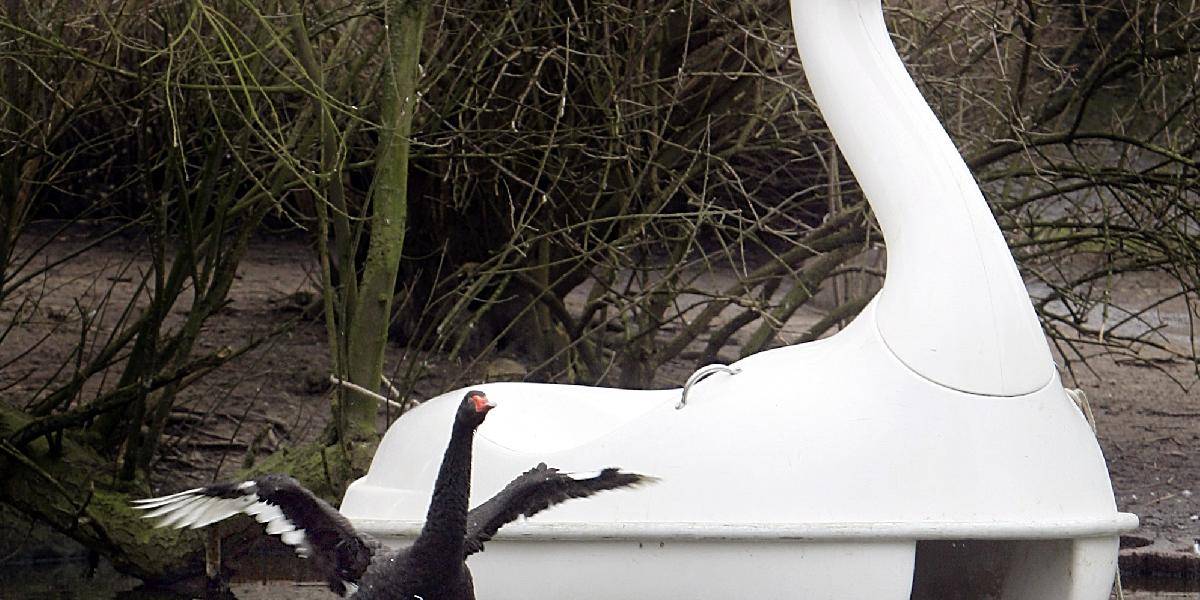 V Nemecku našli legendárnu labuť, ktorá sa zamilovala do vodného bicykla 