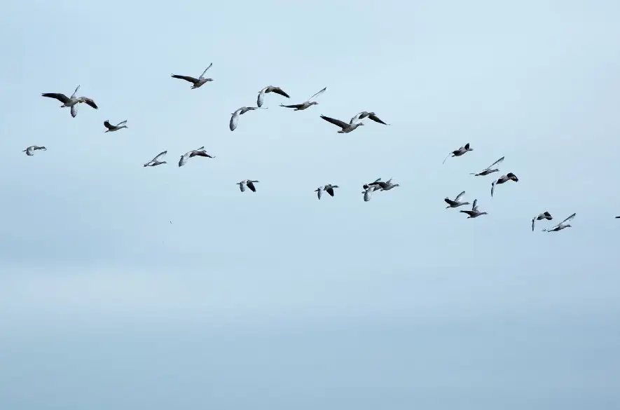 Slováci pozorovali jesennú migráciu vtákov, videli ich vyše 10.000